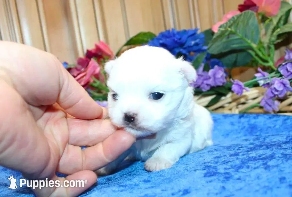 AKC Marble Maltese puppy, a male Maltese for sale in Colville, WA – Photo 2 of 9