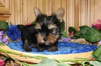 AKC Ismir Yorkie Boy - 8+ lbs, a male Yorkshire Terrier for sale in Colville, WA – Photo 7 of 9
