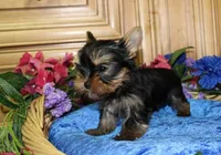AKC Ismir Yorkie Boy - 8+ lbs, a male Yorkshire Terrier for sale in Colville, WA – Photo 6 of 9