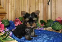 AKC Ismir Yorkie Boy - 8+ lbs, a male Yorkshire Terrier for sale in Colville, WA – Photo 5 of 9