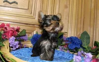 AKC Ismir Yorkie Boy - 8+ lbs, a male Yorkshire Terrier for sale in Colville, WA – Photo 2 of 9
