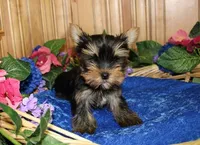 AKC Ismir Yorkie Boy - 8+ lbs, a male Yorkshire Terrier for sale in Colville, WA – Photo 4 of 9