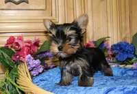 AKC Ismir Yorkie Boy - 8+ lbs, a male Yorkshire Terrier for sale in Colville, WA – Photo 1 of 9
