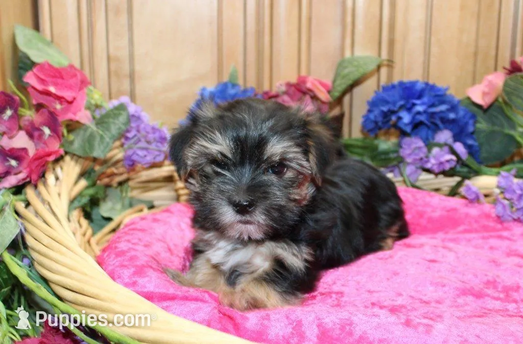Morkie Puppy Bella, a female Morkie for sale in Colville, WA – 6 of 7