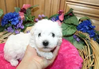 White Yorkie-Chon Bonna female, a male Bichon Frise and Yorkshire Terrier for sale in Colville, WA – 7 of 10