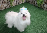 AKC Maltese male Samur - adult size 5.5 lbs, a male Maltese for sale in Colville, WA – 9 of 9