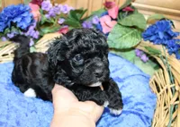Black Yorkie-Chon Baron male, a male Bichon Frise and Yorkshire Terrier for sale in Colville, WA – 3 of 10