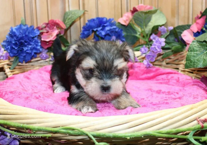 Morkie Puppy Bonny – Morkie puppy for sale in Colville, WA