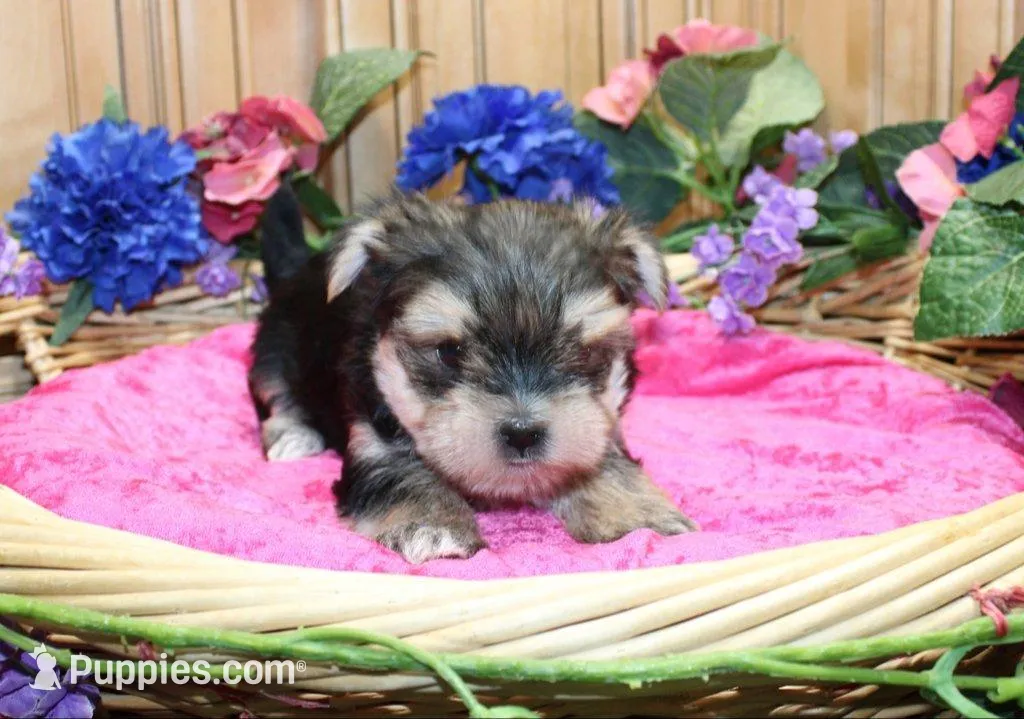 Morkie Puppy Bonny, a female Morkie for sale in Colville, WA – 1 of 10