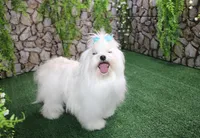 AKC Mayor Maltese male puppy 5.5 lbs as adult, a male Maltese for sale in Colville, WA – 10 of 10
