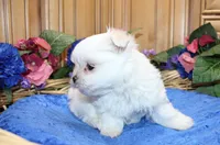 AKC Maltese male Sarat - adult size 5 lbs, a male Maltese for sale in Colville, WA – 5 of 9
