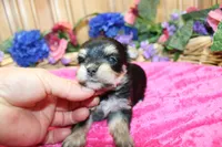 Dianida - Morkie female - 5.5 adult size, a female Morkie for sale in Colville, WA – 5 of 8