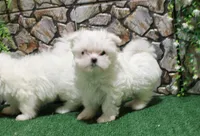AKC Mario Maltese male puppy 4.5 lbs as adult, a male Maltese for sale in Colville, WA – 6 of 9