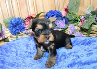 AKC Iris Yorkshire Terrier Boy - adult size 5.5 lbs, a male Yorkshire Terrier for sale in Colville, WA – 4 of 7
