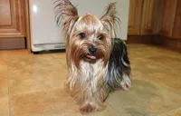 AKC Larik - Yorkie male puppy, a male Yorkshire Terrier for sale in Colville, WA – Photo 8 of 9