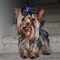 AKC Larik - Yorkie male puppy, a male Yorkshire Terrier for sale in Colville, WA – Photo 9 of 9