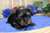 AKC Larik - Yorkie male puppy, a male Yorkshire Terrier for sale in Colville, WA – Photo 2 of 9