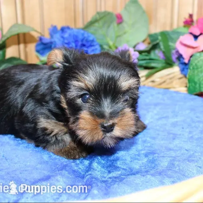 AKC Larik - Yorkie male puppy – Yorkshire Terrier puppy for sale in Colville, WA