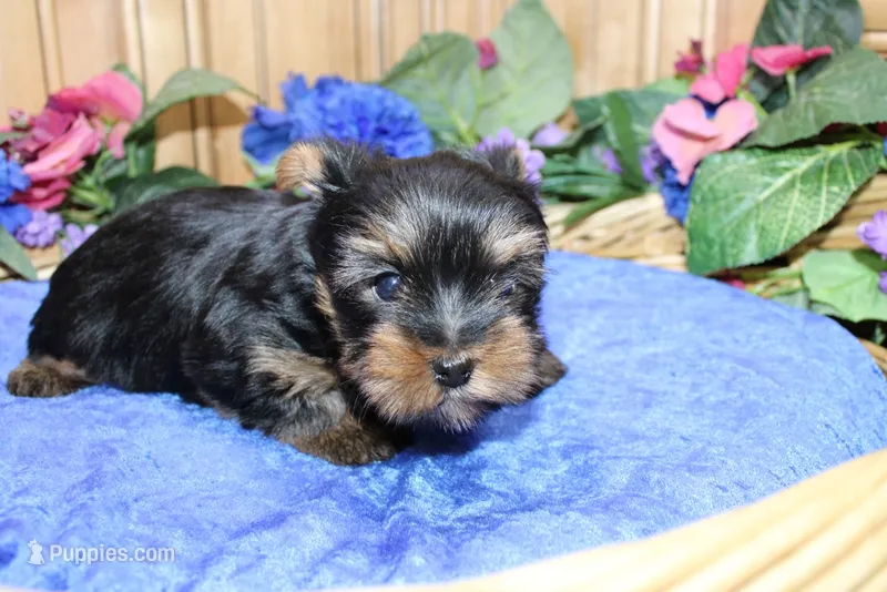 AKC Larik - Yorkie male puppy