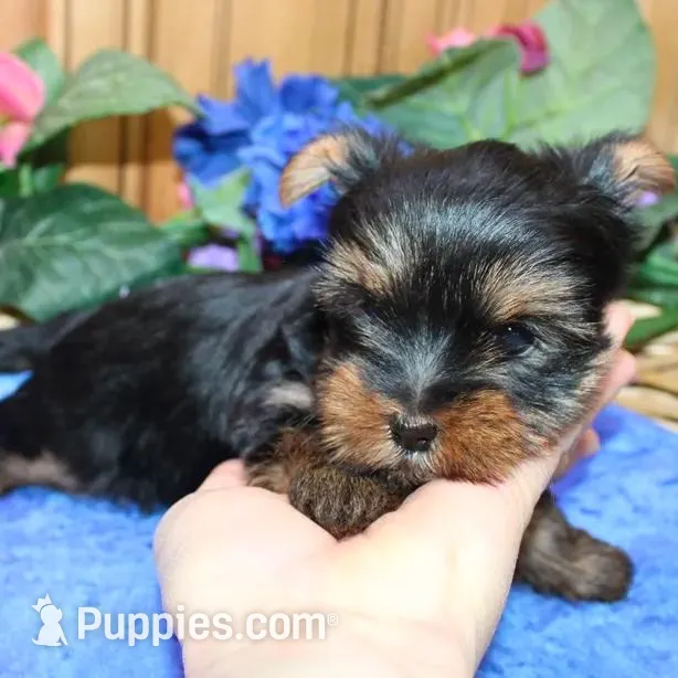 AKC Larik - Yorkie male puppy, a male Yorkshire Terrier for sale in Colville, WA – Photo 3 of 9