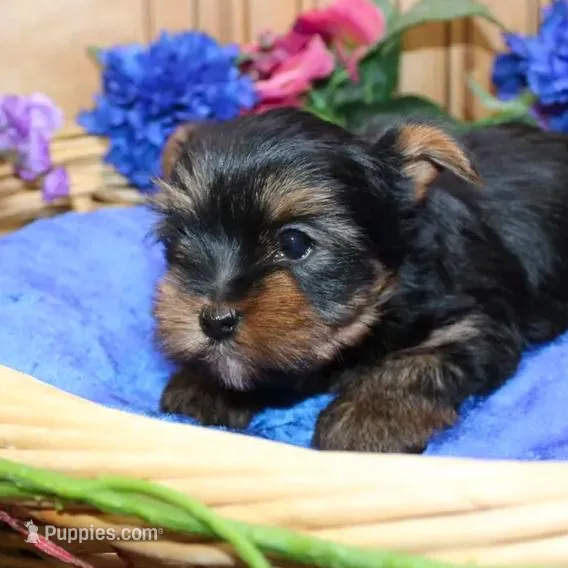AKC Larik - Yorkie male puppy, a male Yorkshire Terrier for sale in Colville, WA – Photo 7 of 9