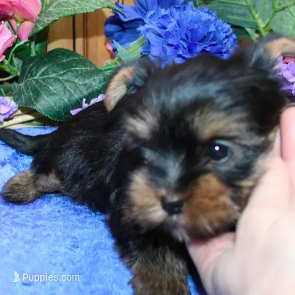 AKC Larik - Yorkie male puppy, a male Yorkshire Terrier for sale in Colville, WA – Photo 5 of 9