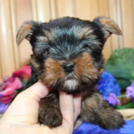 AKC Larik - Yorkie male puppy, a male Yorkshire Terrier for sale in Colville, WA – Photo 4 of 9