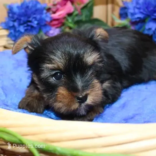 AKC Larik - Yorkie male puppy, a male Yorkshire Terrier for sale in Colville, WA – Photo 6 of 9