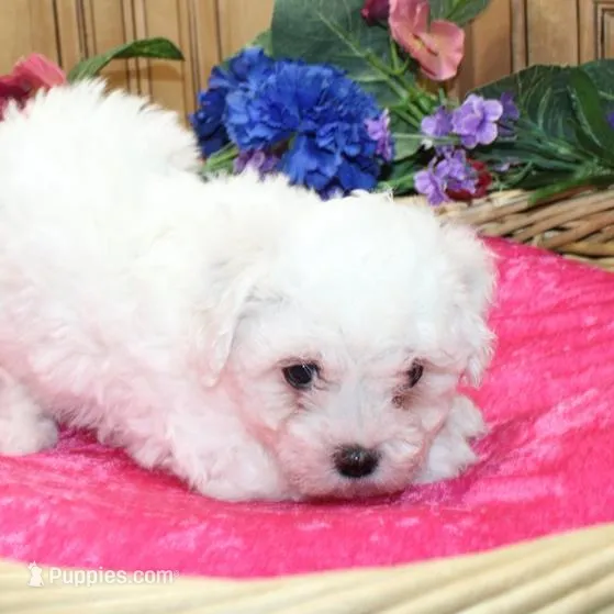 AKC Charliana Bichon female, a male Bichon Frise for sale in Colville, WA – Photo 4 of 8
