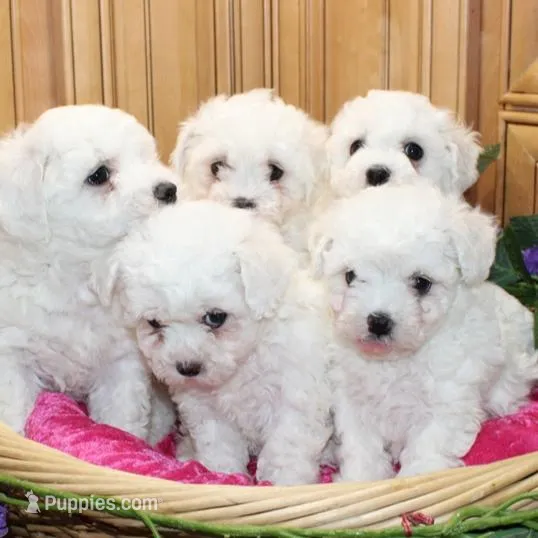 AKC Charliana Bichon female, a male Bichon Frise for sale in Colville, WA – Photo 8 of 8