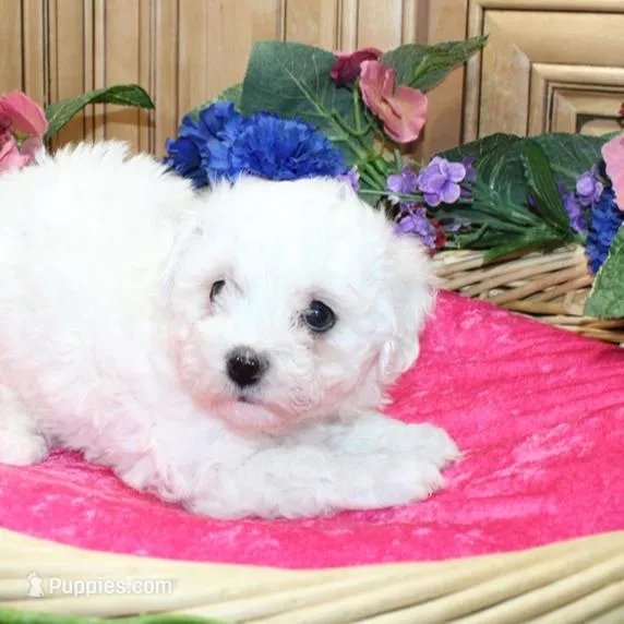 AKC Charliana Bichon female, a male Bichon Frise for sale in Colville, WA – Photo 6 of 8