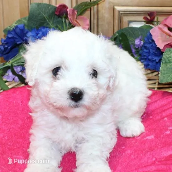 AKC Charliana Bichon female, a male Bichon Frise for sale in Colville, WA – Photo 3 of 8