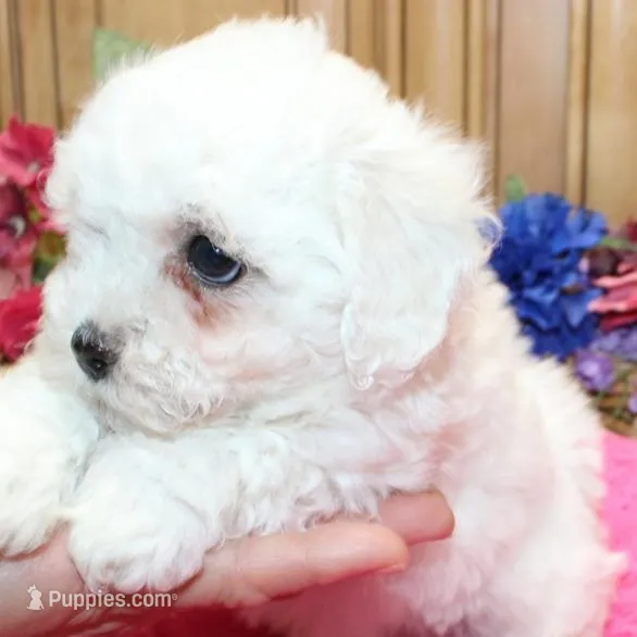 AKC Charliana Bichon female, a male Bichon Frise for sale in Colville, WA – Photo 2 of 8