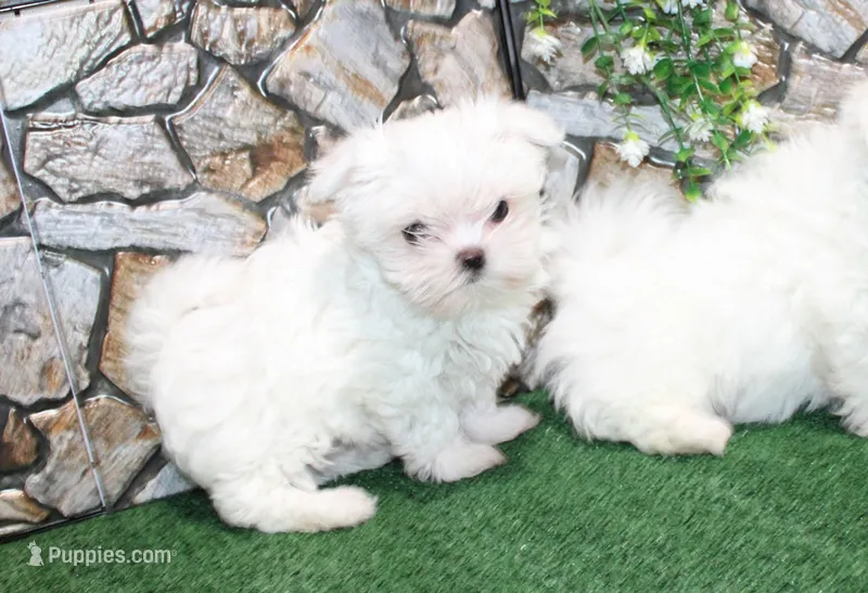 AKC Mario Maltese male puppy 4.5 lbs as adult – Maltese puppy for sale in Colville, WA