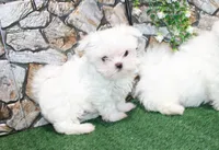 AKC Mario Maltese male puppy 4.5 lbs as adult, a male Maltese for sale in Colville, WA – 1 of 9
