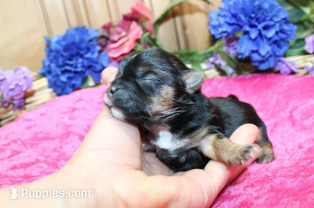 Morkie Puppy Bella, a female Morkie for sale in Colville, WA – Photo 3 of 7