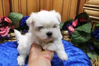 AKC Maltese male Zaron - adult size 6 lbs, a male Maltese for sale in Colville, WA – 3 of 8