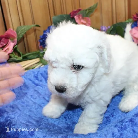 AKC Chamson Bichon male, a male Bichon Frise for sale in Colville, WA – Photo 5 of 8