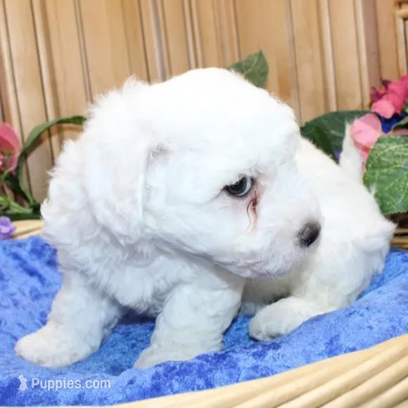 AKC Chamson Bichon male, a male Bichon Frise for sale in Colville, WA – Photo 4 of 8