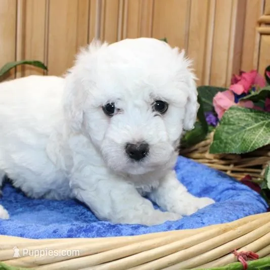 AKC Chamson Bichon male, a male Bichon Frise for sale in Colville, WA – Photo 1 of 8