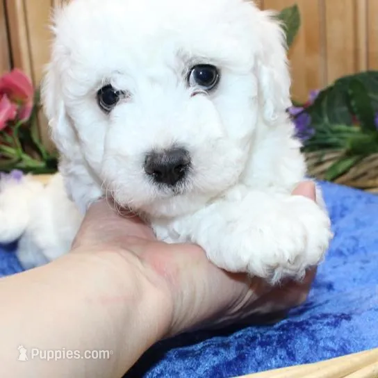 AKC Chamson Bichon male, a male Bichon Frise for sale in Colville, WA – Photo 2 of 8
