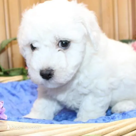 AKC Chamson Bichon male, a male Bichon Frise for sale in Colville, WA – Photo 6 of 8