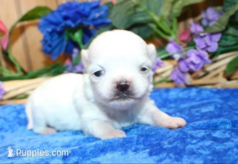 AKC Miki Maltese male puppy – Maltese puppy for sale in Colville, WA