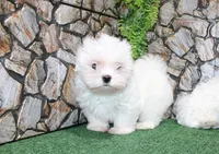 AKC Mayor Maltese male puppy 5.5 lbs as adult, a male Maltese for sale in Colville, WA – 5 of 10