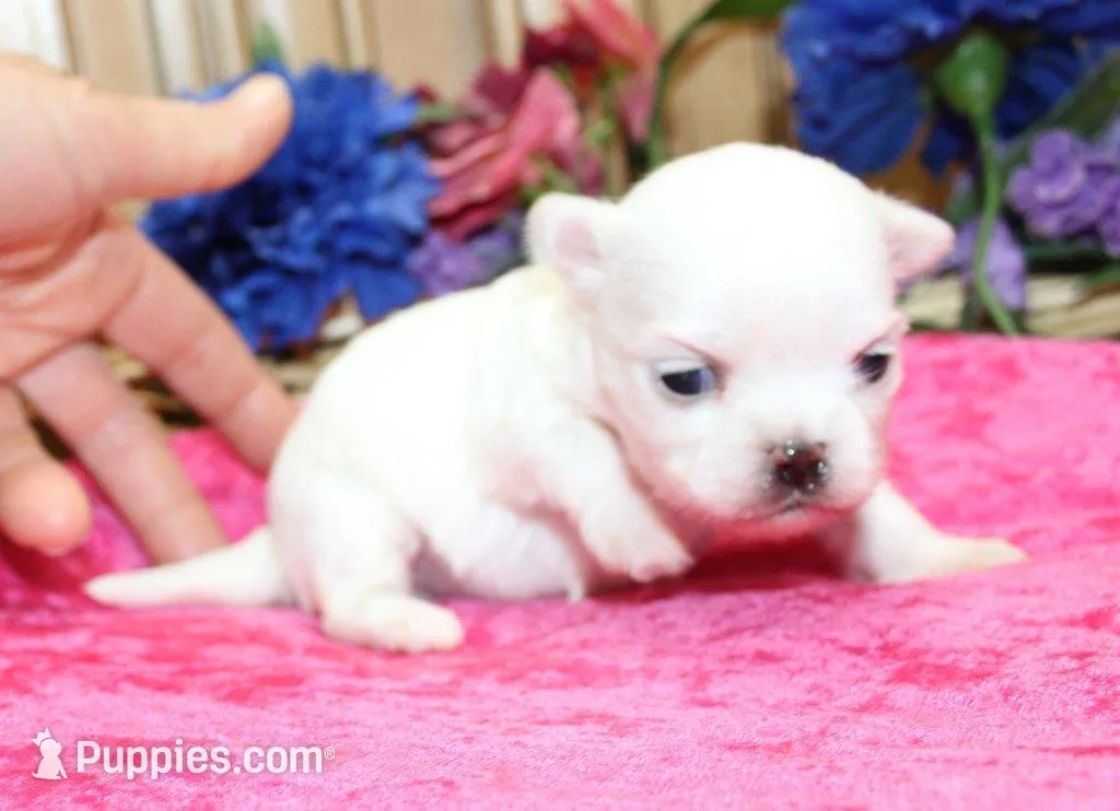 AKC Mira Maltese female puppy, a female Maltese for sale in Colville, WA – Photo 5 of 8