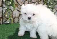 AKC Mario Maltese male puppy 4.5 lbs as adult, a male Maltese for sale in Colville, WA – 2 of 9