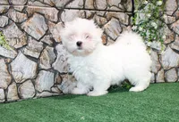 AKC Mayor Maltese male puppy 5.5 lbs as adult, a male Maltese for sale in Colville, WA – 7 of 10