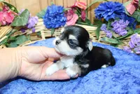 Dianar - Male Morkie - 4.5 lbs as adult, a male Morkie for sale in Colville, WA – 8 of 10