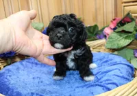 Black Yorkie-Chon Baron male, a male Bichon Frise and Yorkshire Terrier for sale in Colville, WA – 5 of 10