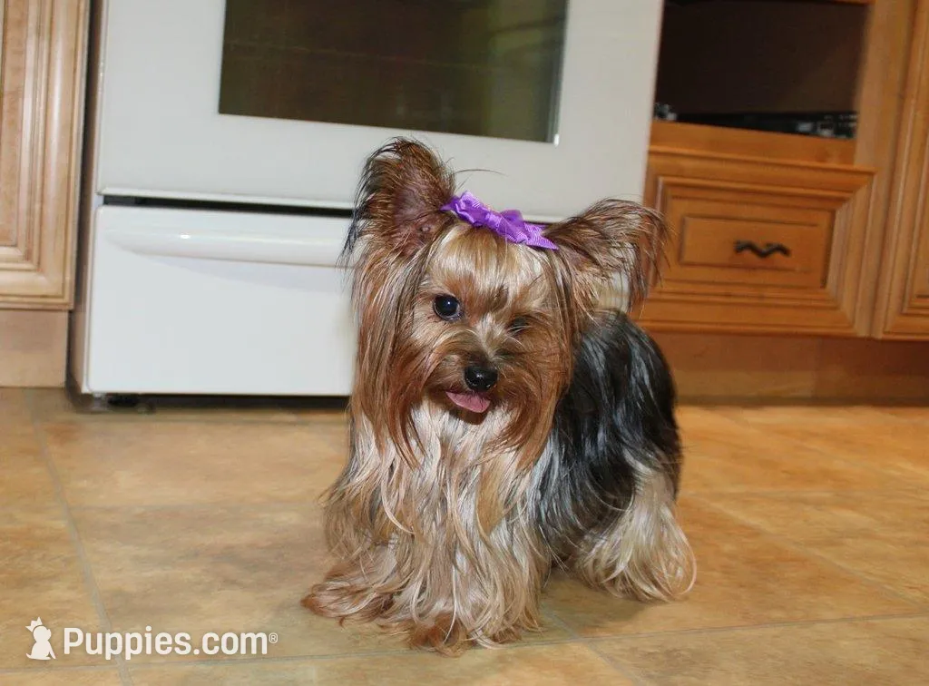 Morkie Puppy Bella, a female Morkie for sale in Colville, WA – Photo 7 of 7
